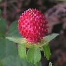 50 Seeds MOCK STRAWBERRY Potentilla Indica Duchesnea Fruit Berry (Seeds)