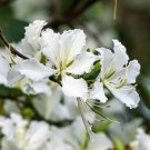 10 Seeds WHITE ORCHID TREE Bauhinia Alba Camel's Foot Butterfly Flower Tree (Seeds) 10 Seeds WHITE ORCHID TREE Bauhinia Alba Camel's Foot Butterfly Flower Tree (Seeds)