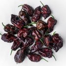 10 Seeds Chocolate CAROLINA REAPER PEPPER Worlds Hottest Capsicum Chinense Chili (Seeds) 10 Seeds Chocolate CAROLINA REAPER PEPPER Worlds Hottest Capsicum Chinense Chili (Seeds)