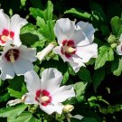 25 Seeds White & Hot Pink ROSE Of SHARON HIBISCUS Syriacus Flower Tree Bush (Seeds)