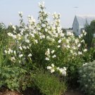 200 Seeds WHITE CANTERBURY BELLS - CAMPANULA Medium Flower (Seeds)
