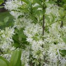 3 Seeds FRINGE TREE Chionanthus Virginicus Old Man’s Beard White Flower (Seeds)