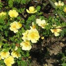 10 Seeds Yellow MANCHU ROSE Bush Rosa Xanthina Hummingbird Flower (Seeds)