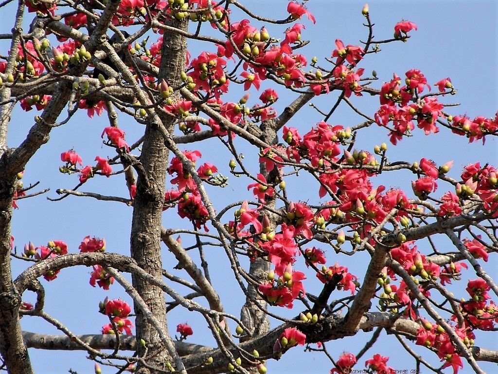 10 Seeds RED SILK COTTON TREE Bombax Ceiba Kapok Tropical Flower (Seeds)
