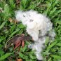 10 Seeds RED SILK COTTON TREE Bombax Ceiba Kapok Tropical Flower (Seeds)