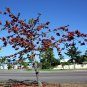10 Seeds RED SILK COTTON TREE Bombax Ceiba Kapok Tropical Flower (Seeds)
