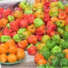 50 Seeds MIXED HOT HABANERO PEPPER Red Orange White Brown Mix Capsicum Chinense (Seeds) 50 Seeds MIXED HOT HABANERO PEPPER Red Orange White Brown Mix Capsicum Chinense (Seeds)