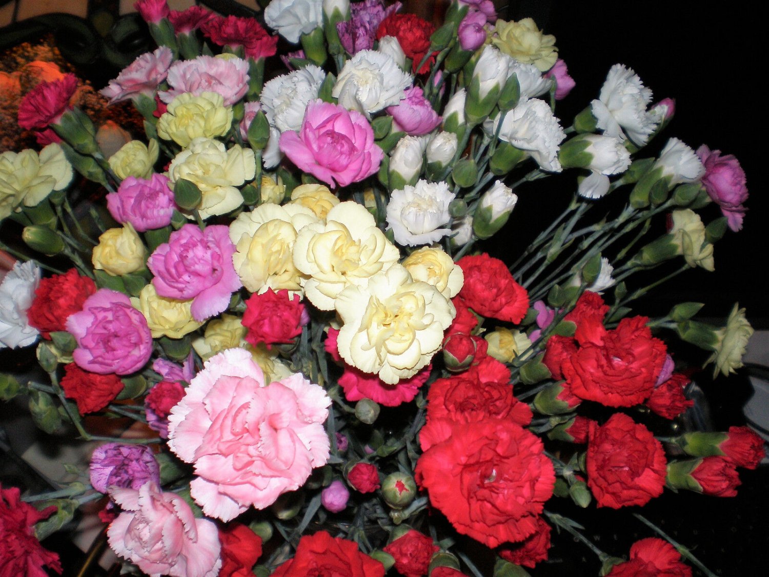 100 Seeds Mixed CARNATION / DOUBLE DIANTHUS Chinensis Flower (Seeds)
