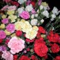 100 Seeds Mixed CARNATION / DOUBLE DIANTHUS Chinensis Flower (Seeds)