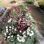 100 Seeds Mixed CARNATION / DOUBLE DIANTHUS Chinensis Flower (Seeds)