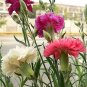 100 Seeds Mixed CARNATION / DOUBLE DIANTHUS Chinensis Flower (Seeds)