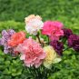 100 Seeds Mixed CARNATION / DOUBLE DIANTHUS Chinensis Flower (Seeds)
