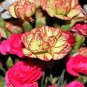 100 Seeds Mixed CARNATION / DOUBLE DIANTHUS Chinensis Flower (Seeds)