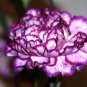 100 Seeds Mixed CARNATION / DOUBLE DIANTHUS Chinensis Flower (Seeds)