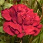 100 Seeds Mixed CARNATION / DOUBLE DIANTHUS Chinensis Flower (Seeds)