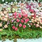 100 Seeds Mixed CARNATION / DOUBLE DIANTHUS Chinensis Flower (Seeds)