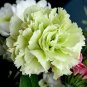 100 Seeds Mixed CARNATION / DOUBLE DIANTHUS Chinensis Flower (Seeds)