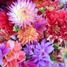 20 Seeds Dwarf Mixed Colors REDSKIN DAHLIA Variabilis Red Skin Bicolor Flower (Seeds)