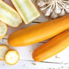 50 Seeds GOLDEN ZUCCHINI Heirloom Summer Bush Squash Cucurbita Pepo Yellow Veg (Seeds)