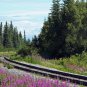 100 Seeds CINNAMON WILLOWHERB Eastern Purpleleaf Epilobium Coloratum Flower (Seeds)