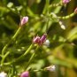 100 Seeds CINNAMON WILLOWHERB Eastern Purpleleaf Epilobium Coloratum Flower (Seeds)