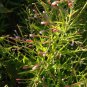 100 Seeds CINNAMON WILLOWHERB Eastern Purpleleaf Epilobium Coloratum Flower (Seeds)