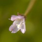 100 Seeds CINNAMON WILLOWHERB Eastern Purpleleaf Epilobium Coloratum Flower (Seeds)