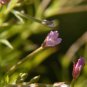 100 Seeds CINNAMON WILLOWHERB Eastern Purpleleaf Epilobium Coloratum Flower (Seeds)