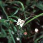 100 Seeds CINNAMON WILLOWHERB Eastern Purpleleaf Epilobium Coloratum Flower (Seeds)