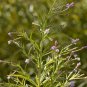 100 Seeds CINNAMON WILLOWHERB Eastern Purpleleaf Epilobium Coloratum Flower (Seeds)