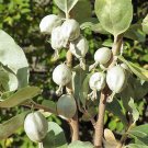 10 Seeds AMERICAN SILVERBERRY Wolf Willow Elaeagnus Commutata Berry Fruit Shrub (Seeds)