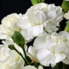 50 Seeds WHITE CARNATION Caryophyllus Grenadin Flower (Seeds)