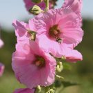 25 Seeds PALE PINK HOLLYHOCK Light Alcea Rosea Flower Seeds Perennial (Seeds)