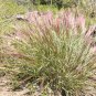 300 Seeds Bottlebrush SQUIRRELTAIL RYE GRASS Elymus Elymoides Sitanion Hystrix (Seeds)