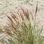 300 Seeds Bottlebrush SQUIRRELTAIL RYE GRASS Elymus Elymoides Sitanion Hystrix (Seeds)