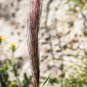 300 Seeds Bottlebrush SQUIRRELTAIL RYE GRASS Elymus Elymoides Sitanion Hystrix (Seeds)