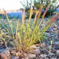 300 Seeds Bottlebrush SQUIRRELTAIL RYE GRASS Elymus Elymoides Sitanion Hystrix (Seeds)