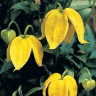 10 Seeds YELLOW CLEMATIS Tangutica 'RADAR LOVE' Flower Vine (Seeds)