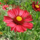 50 Seeds BURGUNDY GAILLARDIA Red Indian Blanket Flower (Seeds)