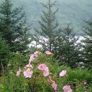15 Seeds Pink WOOD'S ROSE Bush Mountain Rose Rosa Woodsii Fragrant Flower (Seeds)