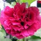 25 Seeds SCARLET DOUBLE RED HOLLYHOCK Alcea Rosea Flower Seeds Perennial  (Seeds)