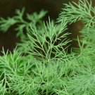 1500 Seeds DUKAT DILL Anethum Graveolens Sweet Heirloom European Herb Vegetable (Seeds)