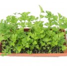 2000 Seeds CUTTING LEAF CELERY Apium Graveolens Soup Vegetable Herb (Seeds) 2000 Seeds CUTTING LEAF CELERY Apium Graveolens Soup Vegetable Herb (Seeds)