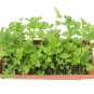 2000 Seeds CUTTING LEAF CELERY Apium Graveolens Soup Vegetable Herb (Seeds)