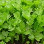 2000 Seeds CUTTING LEAF CELERY Apium Graveolens Soup Vegetable Herb (Seeds)