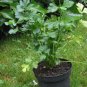 2000 Seeds CUTTING LEAF CELERY Apium Graveolens Soup Vegetable Herb (Seeds)