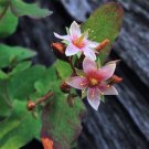 50 Seeds MARSH SAINT JOHN'S WORT Hypericum Virginicum Pink Mauve Flower (Seeds) 50 Seeds MARSH SAINT JOHN'S WORT Hypericum Virginicum Pink Mauve Flower (Seeds)