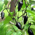 25 Seeds BLACK HUNGARIAN PEPPER Capsicum Annuum Mildly Hot Vegetable (Seeds) 25 Seeds BLACK HUNGARIAN PEPPER Capsicum Annuum Mildly Hot Vegetable (Seeds)