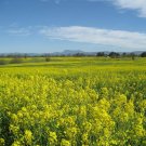 1000 Seeds YELLOW MUSTARD Brassica Alba Vegetable Herb (Seeds)