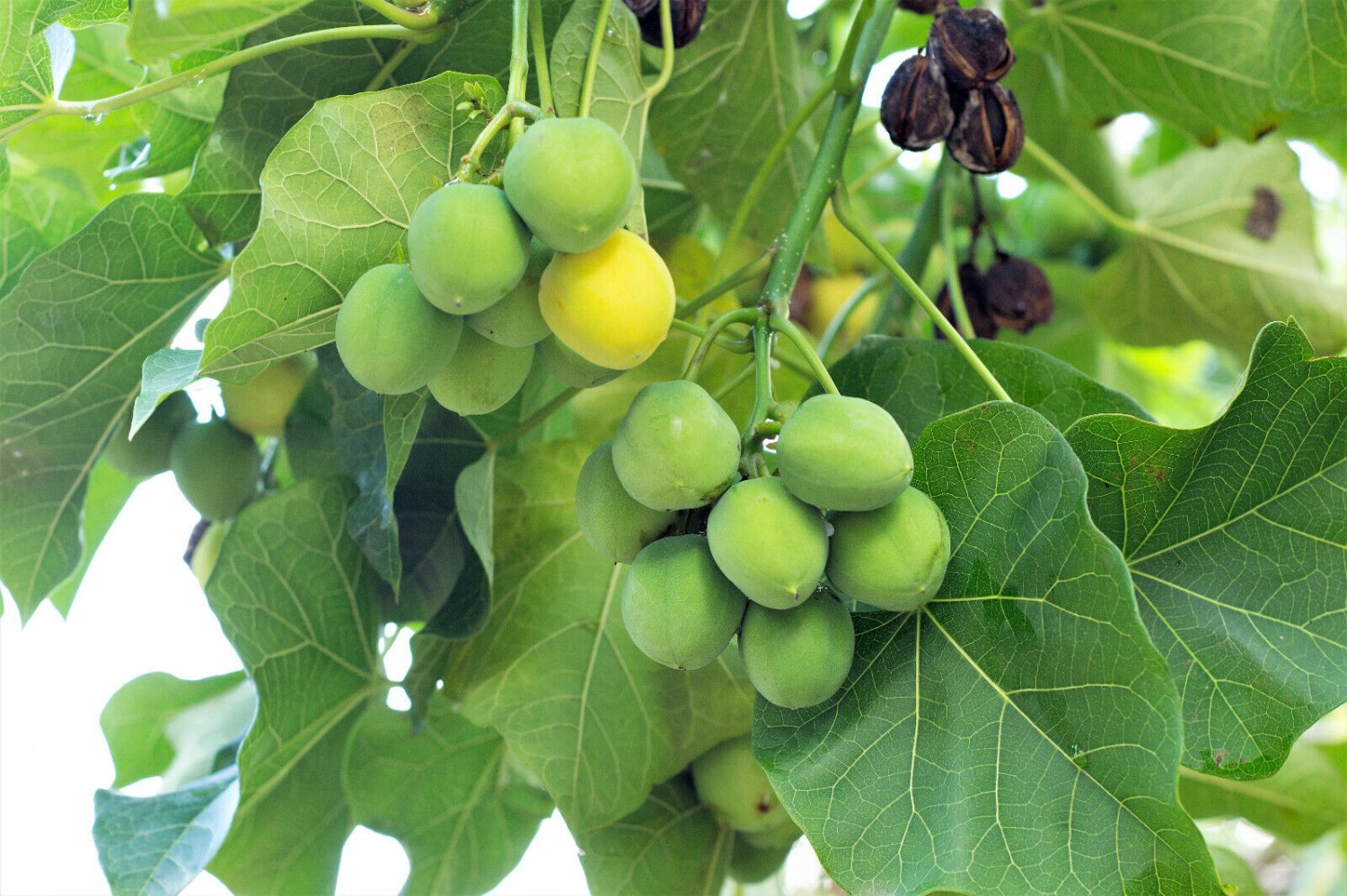 5 Seeds PHYSIC NUT Barbados Purging JATROPHA Curcas Tree Seeds BIO-DIESEL (Seeds)